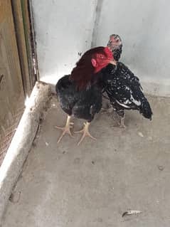 aseel pair