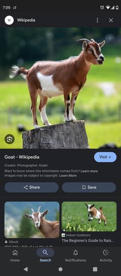 goat