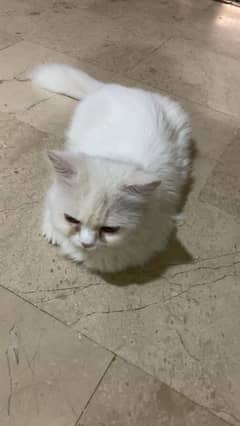 Beautiful cat healthy and active