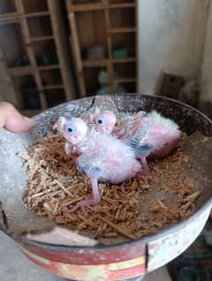 Cocktail Chicks Available for Hand tame Purpose.
