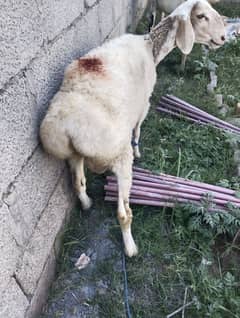 fatehjangi dumba Chaki Wala for sale