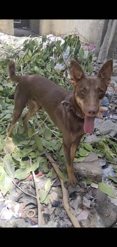 Jarman Dog Croes H Jis Bhaii Lana Ho Rabta Karey