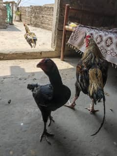 pure Aseel 2 murghy 4 murghia