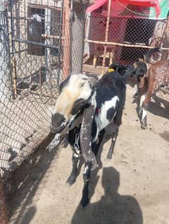 42 Inches height Beautiful Goat