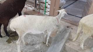 Dumba 2 dant wala
