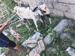 betal donda Bakra for sale