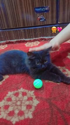 Cat for sale