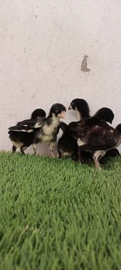 Thai chicks
