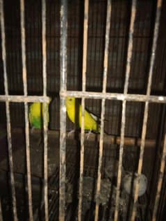 parrots for sale yellow pieds or tcbs
