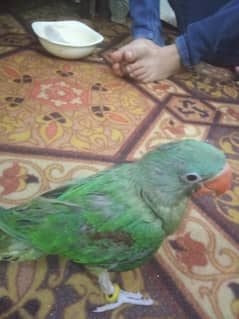 raw parrot