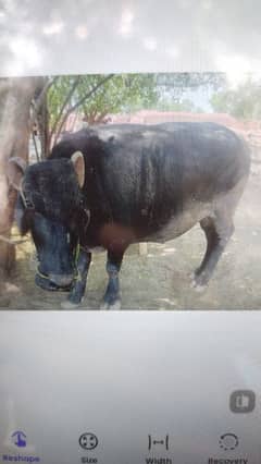 katta