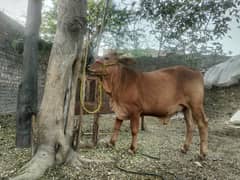 Chaudhary Cattle Farm