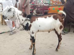 گھر کا پلا ہوا بکرا ماشاءاللہ 2 دانت۔   bakra