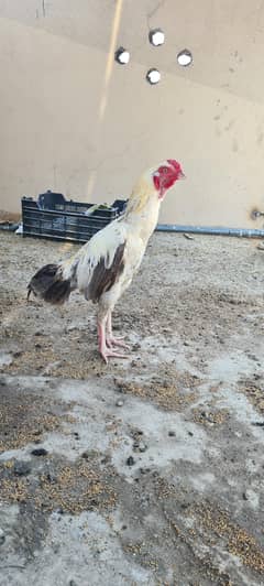 Male