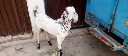 Goats