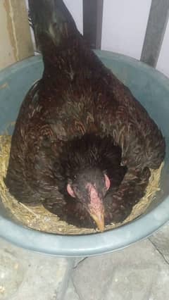 Aseel kruk madi for sale
