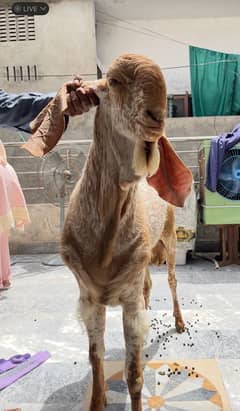 makhii chanii bakra bleeder