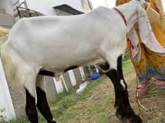 Gulabi do dant Bakra