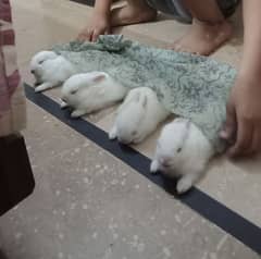 rabbit baby