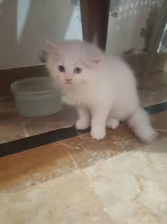 Persian