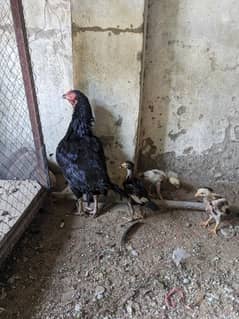 hen with three chicks