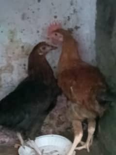 daisi mugha aor murghi