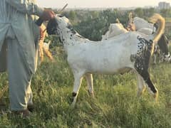 Bakra