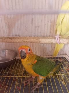 4 months female