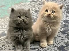Persian kittens triple coat pair for sale contact whatsap 03114678893
