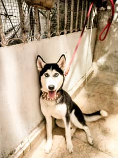 Husky