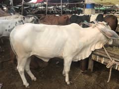 Cow