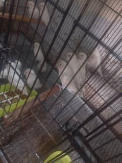 Albino split