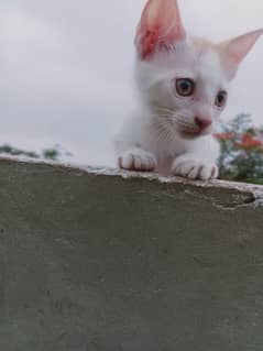 kittens for sale