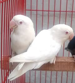 albino redeyes lovebirds | cremino lovebirds