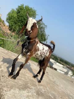 Qurbani wala 2dant bakra