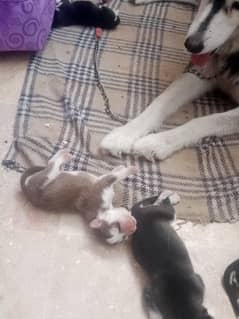 huskey puppii