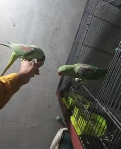 age 2 year mail fmail pair ok face to face tocking hand tame