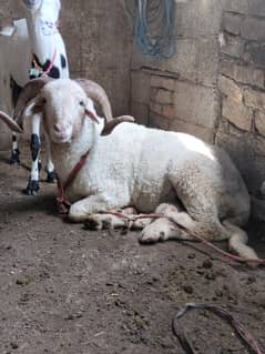 very beautiful Male sheep fore sale/kajla/ Chtra/ Goat sheep/ dumba