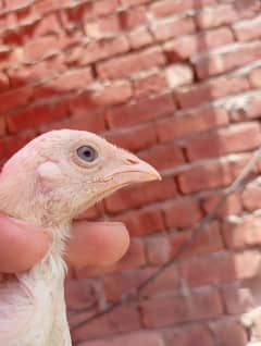 Heera