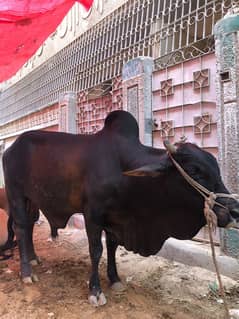 بلیک