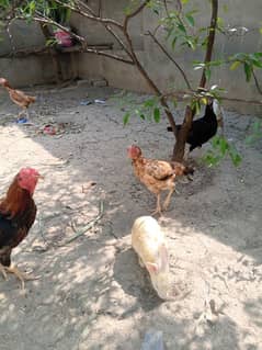 Sale sale Aseel female