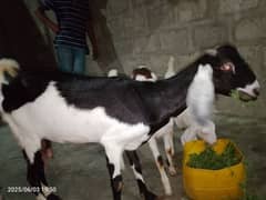 Qurbani