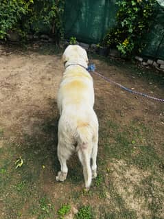 Stud/Cross Top line pedigree Breeder