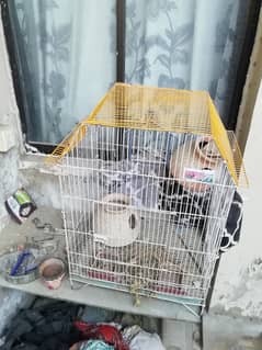 Bird cage