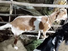 Bakray for qurbani . . 2 daant
