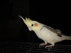 cockatiel