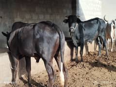 male cow for sale ,