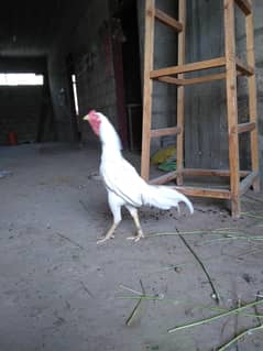 Heera