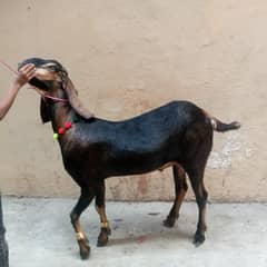 do dant, desi bakra