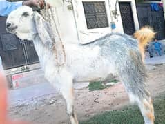Goat available For sale : Goat Farm Islamabad